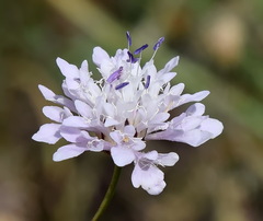 Cephalaria transsylvanica
