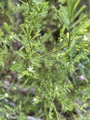 Olax stricta