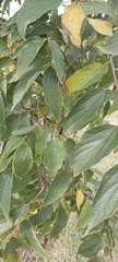 Celtis australis