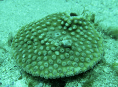 Duncanopsammia peltata