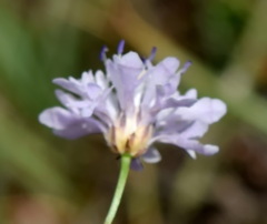 Cephalaria transsylvanica