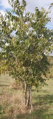 Celtis australis