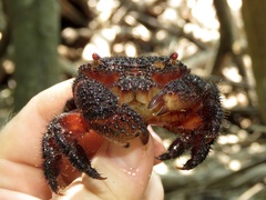 Eriphides hispida