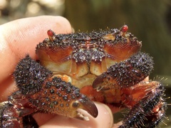 Eriphides hispida