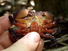 Eriphides hispida
