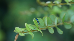 Cicindelinae