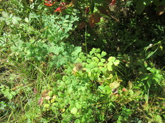 Thalictrum minus