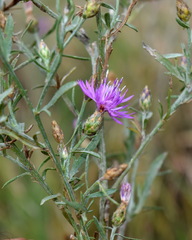Centaurea caprina