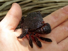 Eriphides hispida