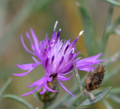 Centaurea caprina