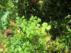 Thalictrum minus