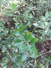 Crataegus berberifolia