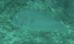 Choerodon cephalotes