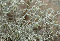 Artemisia lercheana
