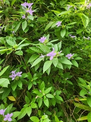 Barleria cristata