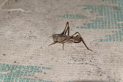 Platycleis intermedia