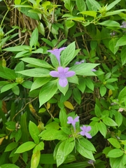 Barleria cristata