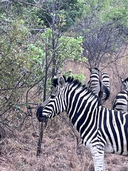 Equus quagga chapmani