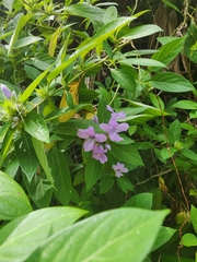 Barleria cristata