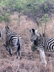 Equus quagga chapmani