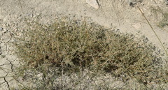 Petrosimonia brachiata