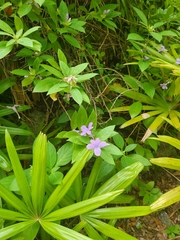 Barleria cristata