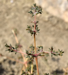 Petrosimonia brachiata