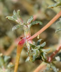 Petrosimonia brachiata