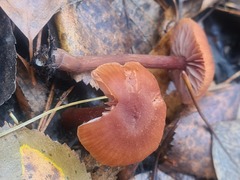 Laccaria proxima