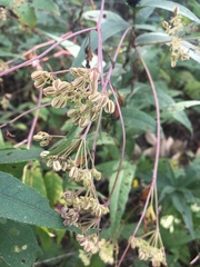 Thaspium chapmanii