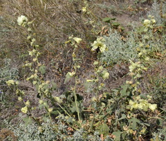 Alcea rugosa