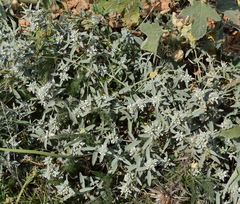 Marrubium peregrinum