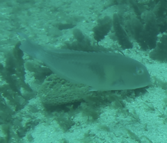 Choerodon cephalotes