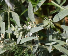 Marrubium peregrinum