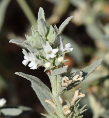 Marrubium peregrinum