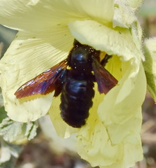 Xylocopa