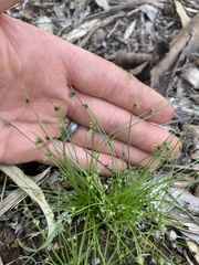 Isolepis levynsiana