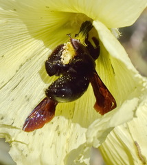 Xylocopa