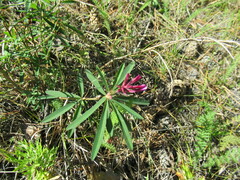 Trifolium lupinaster