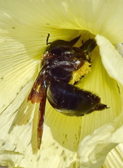 Xylocopa