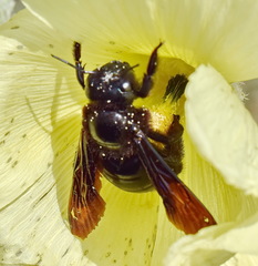 Xylocopa
