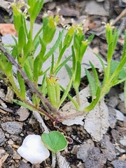 Millotia muelleri