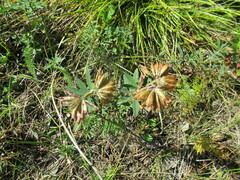 Trifolium lupinaster