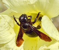 Xylocopa