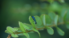 Cicindelinae