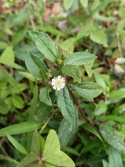 Eclipta prostrata