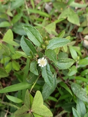 Eclipta prostrata