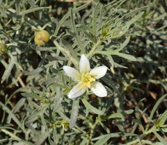 Peganum harmala