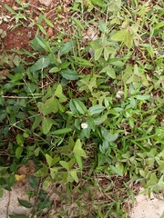 Eclipta prostrata