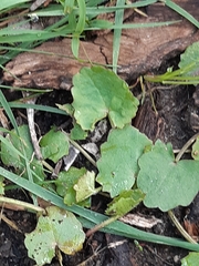 Centella cordifolia